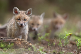 Junge Füchse