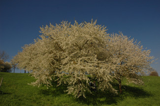 Apfelblüte