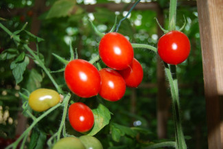 Tomaten